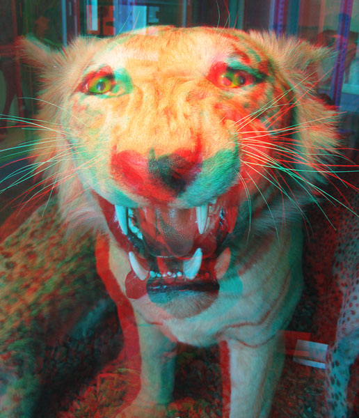 3D Anaglyph Tiger Harvard Museum of Natural History